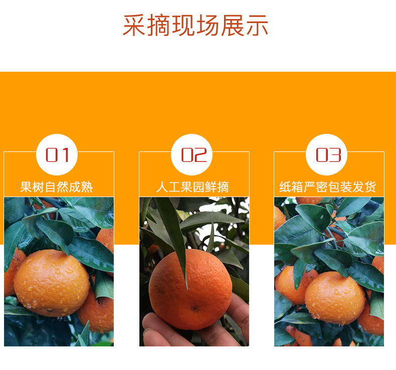 四川091无核沃柑(图4)