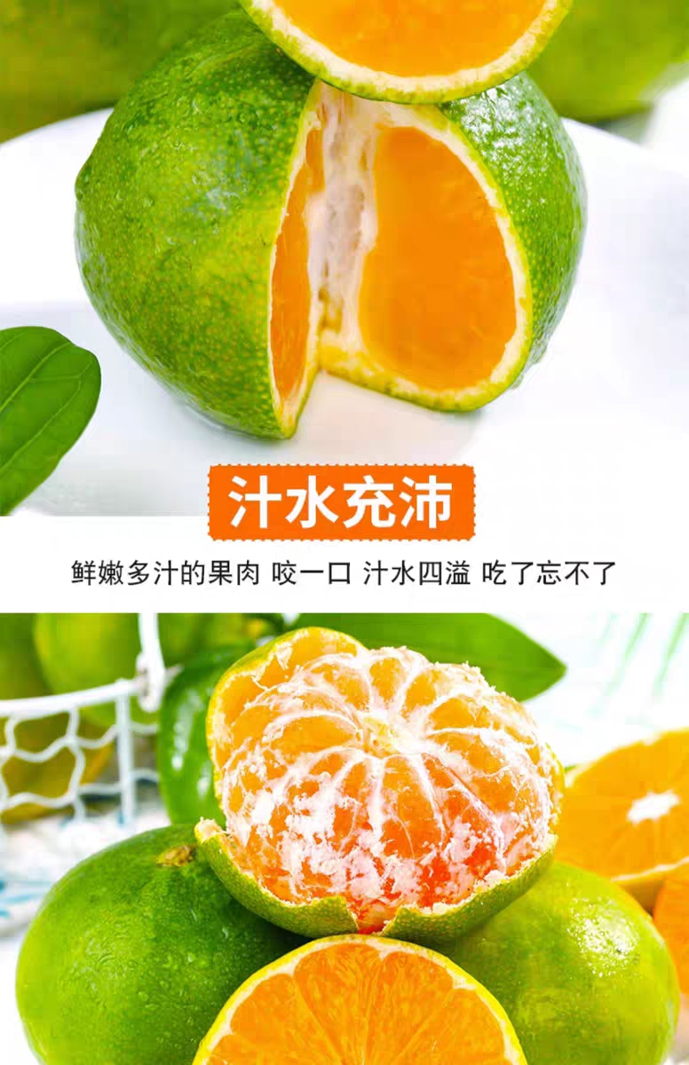 四川青皮蜜桔(图5)