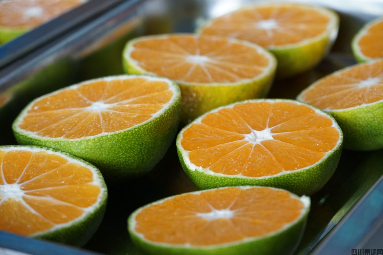 Ziyang special early tangerines are about to be sweetly laun