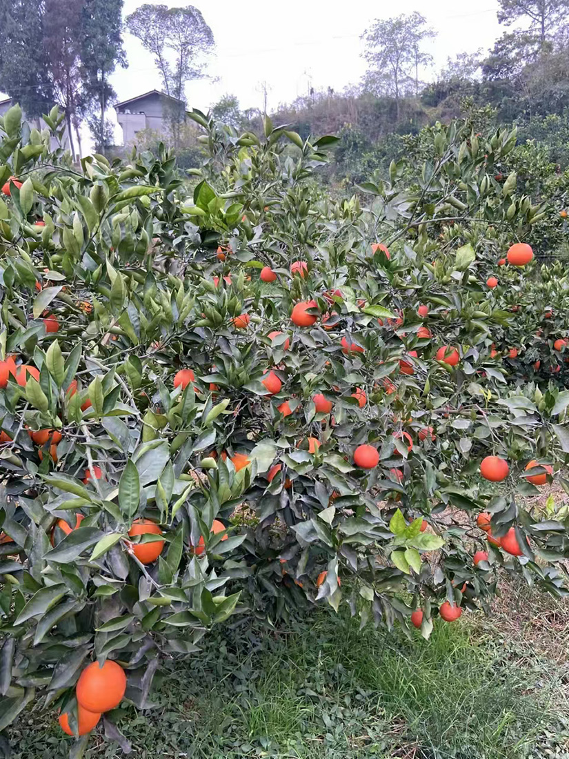 四川高山塔罗科血橙(图2)