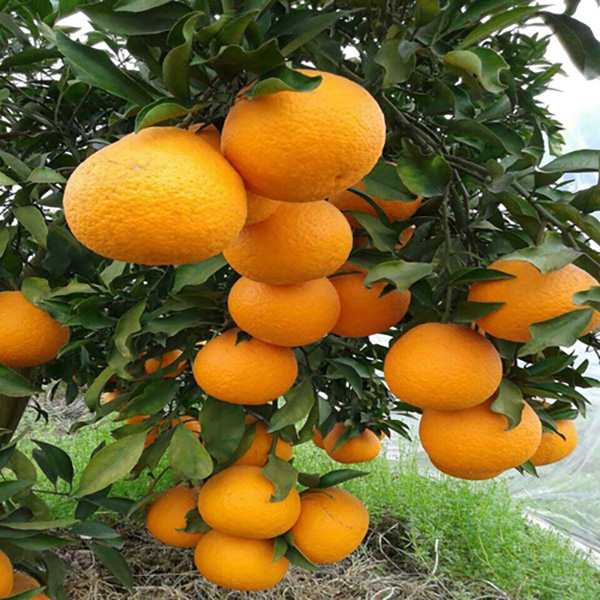 Sichuan Qingjian Citrus