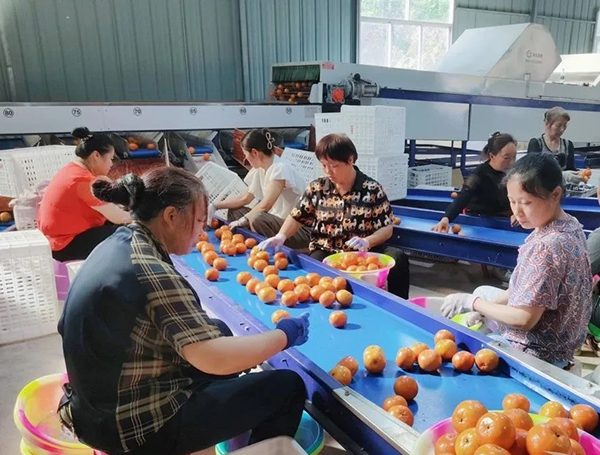 总产值达19亿元 资阳雁江柑橘品牌影响力显著提升
