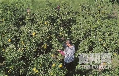 总产值达19亿元 资阳雁江柑橘品牌影响力显著提升(图3)